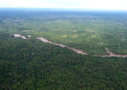 African forest greenery