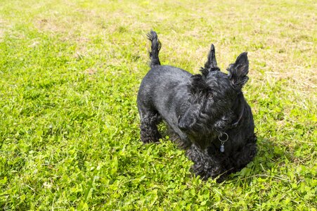 Black sunny cute