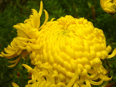 Yellow Big Flower photo