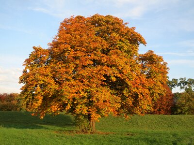 Orange horse chestnut aesculus photo