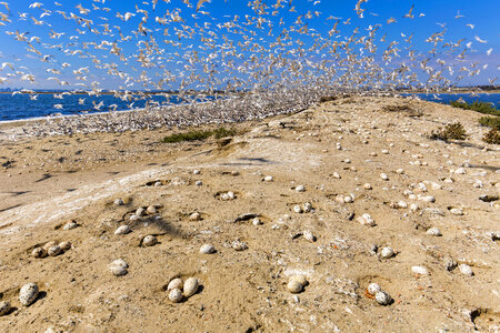Flock of elegant terns-1