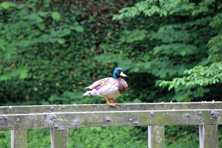 Wild duck on railing