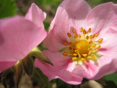 Beautiful beautiful flowers bloom