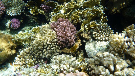 Underwater ocean red sea photo