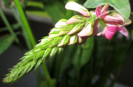 Sainfoin blossom bloom photo