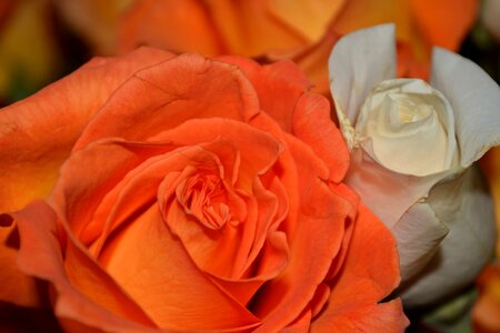 Beautiful Flowers biology bloom