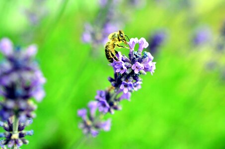 Beautiful Photo bee flower