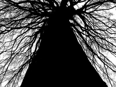 Tree Silhouette, Branches and Tree Trunk photo