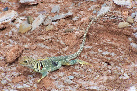 Collared lizard-2
