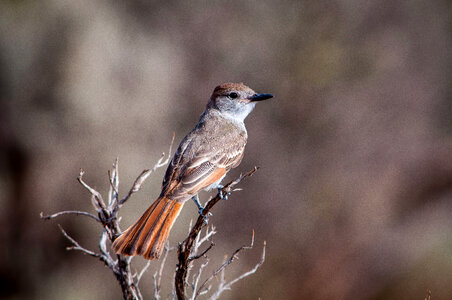 Bird on branch in Santa Fe, New Mexico photo