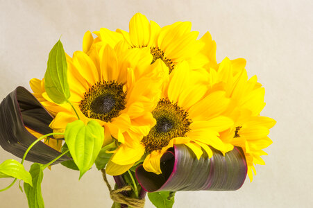 1 Sunflower photo
