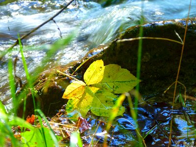 Water autumn maple photo
