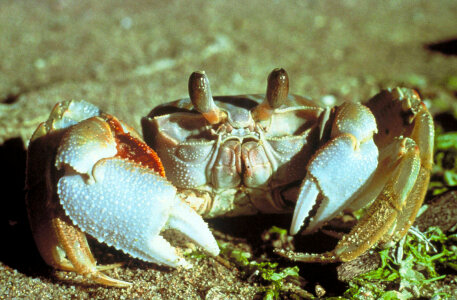 Ghost Crab photo