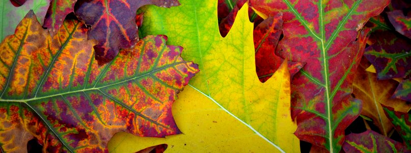 Colors leaves season