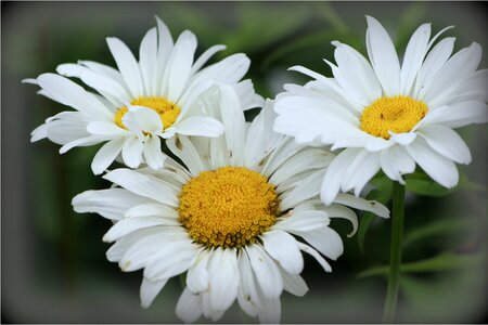 Flowers white of course