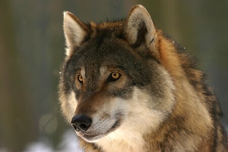 Mammal wolves european wolf