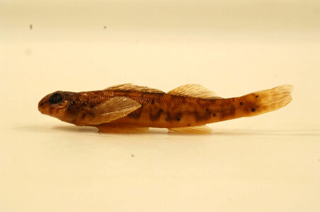 Etheostoma blennioides newmanii-1