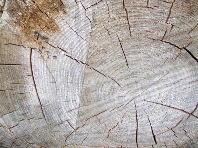 Brown wood woodgrain photo