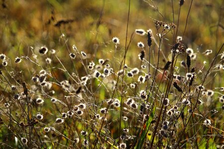 Meadow pasture dry