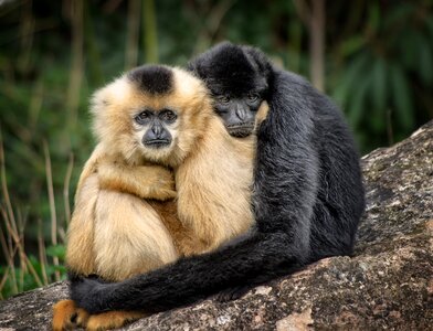 Embrace zoo animals