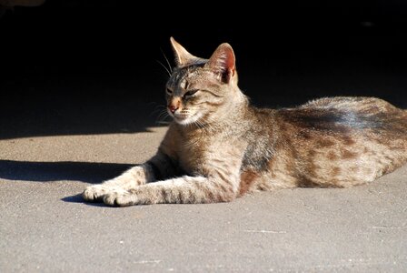 Animal cat claw photo