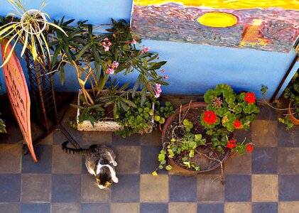 Cat still life floral