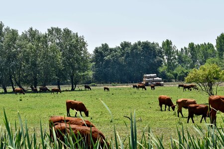 Cattle cows grazing photo