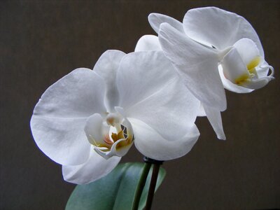 Plant phalaenopsis beauty photo