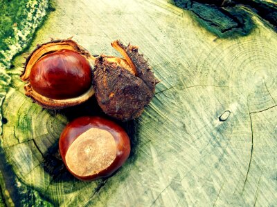 Brown shell october