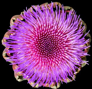 Bloom isolated purple photo