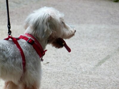 Grey purebred dog photo