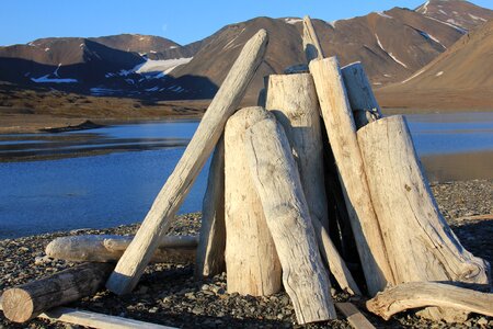 Svalbard driftwood wood