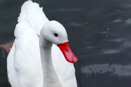 Water fowl wildlife wedding