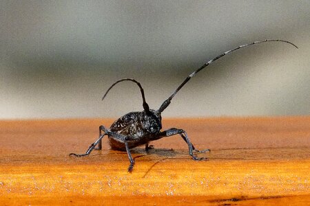 Beetle close creature