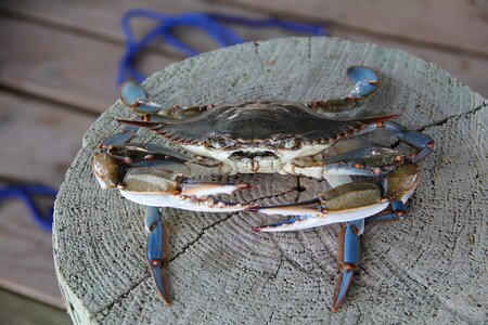 Grand isle pinchers claws