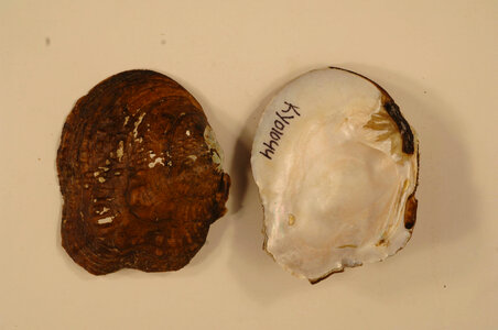 Theliderma metanevra