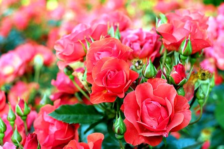 Beautiful Flowers beautiful photo begonia