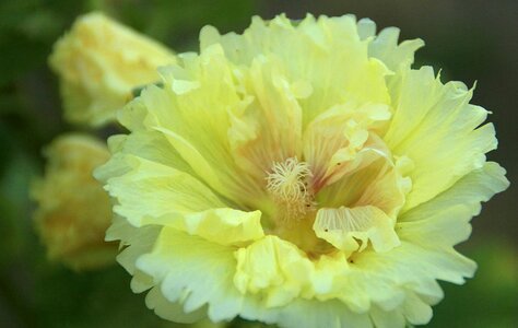 Beautiful beautiful flowers bloom photo