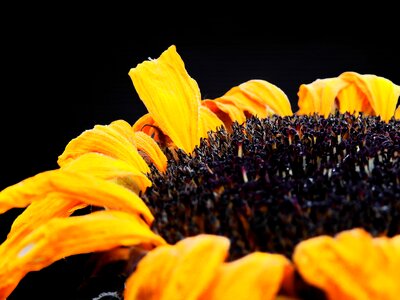 Beautiful beautiful flowers beautiful photo