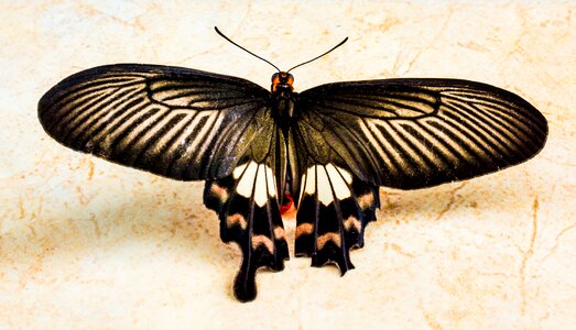 Butterfly insect Free photos