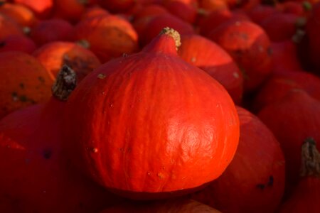 Autumn autumn season calorie