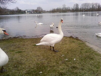 Bird curious mute swan