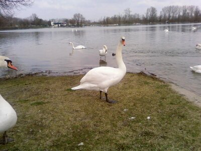 Bird curious mute swan photo