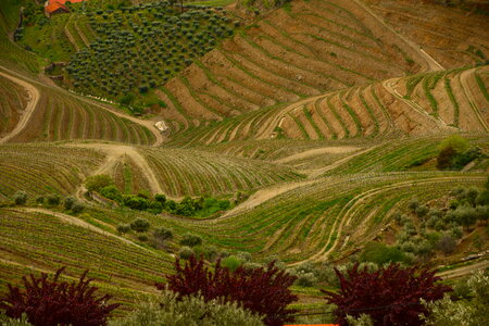 Douro Valley. Vineyards photo