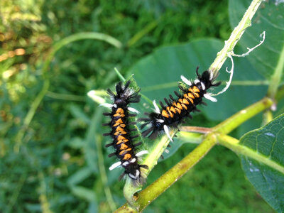 Caterpillars of the Milkweed Tussock Moth-1
