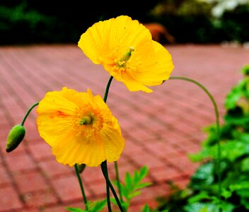Bloom yellow close up