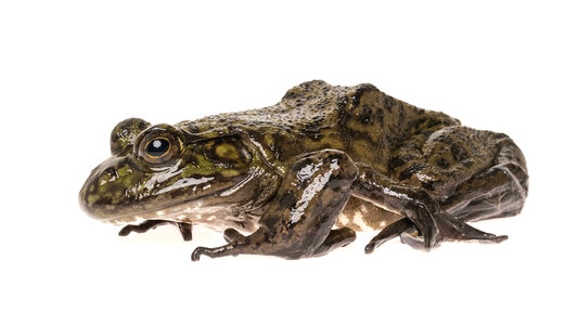 American bullfrog photo