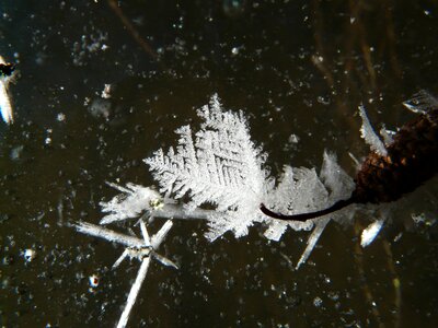 Snowflake winter cold photo