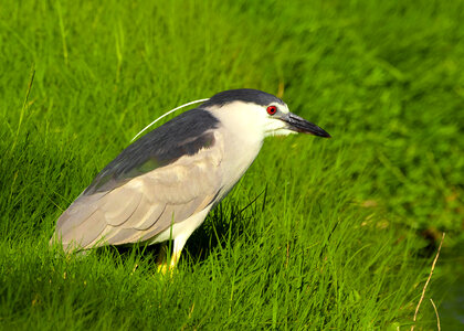 Black Crowned Night Heron in the grass photo