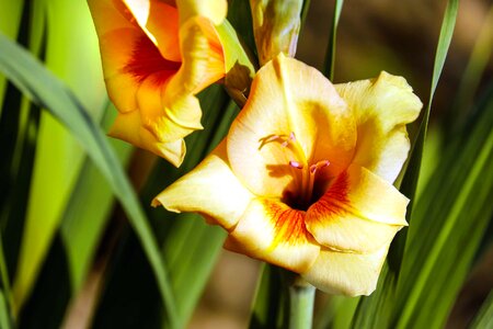 Beautiful Flowers beautiful photo bloom
